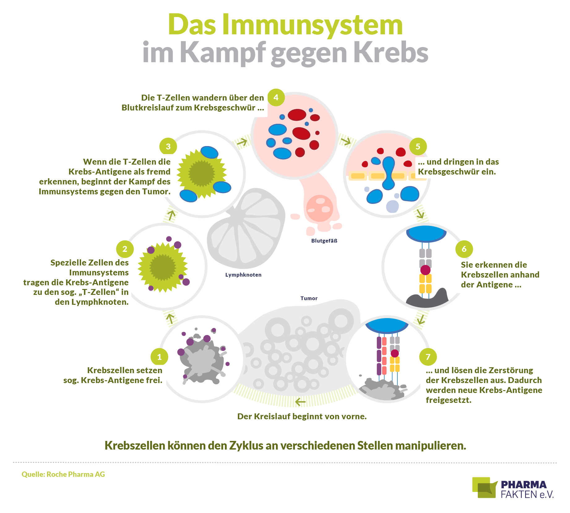 So bekämpft das Immunsystem Krebs